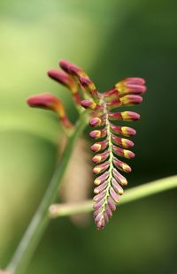 Close-up of flower head