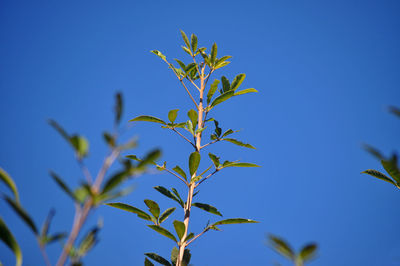 Close-up of plant against clear blue sky