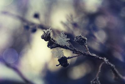 Close-up of frozen dry plant