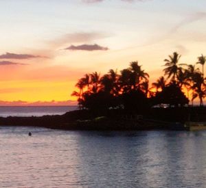 Silhouette of trees and sea at sunset