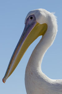 A greater white pelican in walvisbaai, a coastal town of namibia