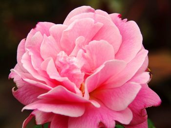 Close-up of pink flower