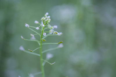 Close-up of flowering plant