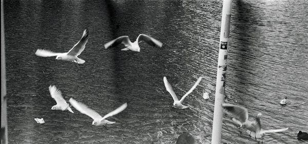 Bird flying over white background
