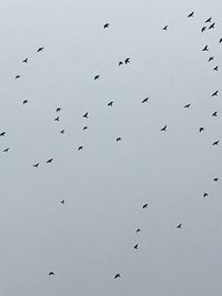 Low angle view of birds flying in the sky