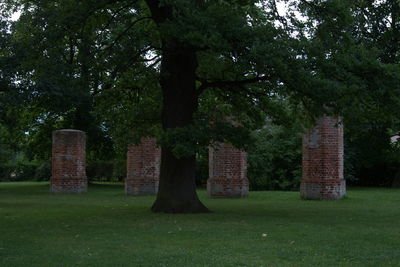 Trees against sky