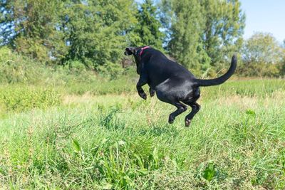 Black dog in a field