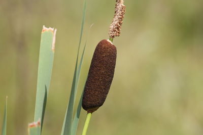 Close-up of plant