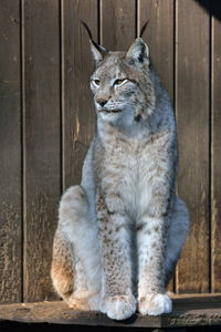 Close-up of lynx