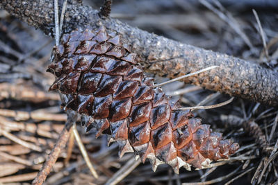 Close-up of pine cone on tree during winter