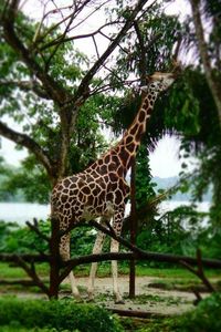 Giraffe standing on tree trunk