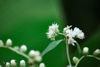 Close-up of white flowering plant