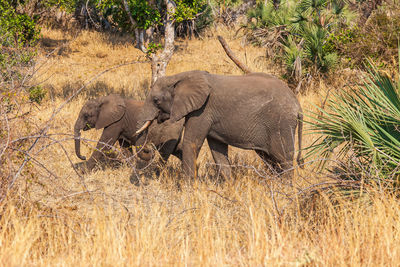 Elephant walking with cub in kruger national park, south africa