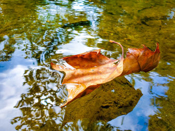 Close-up of autumn leaves floating on water