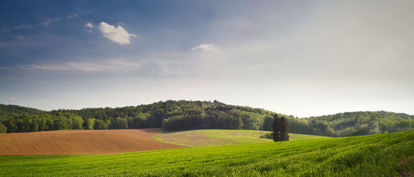 Scenic view of agricultural field against sky