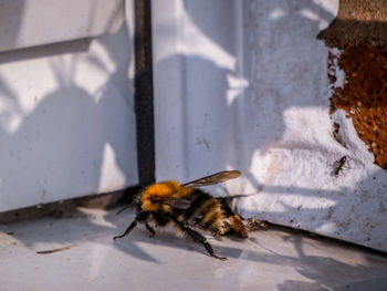 Close-up of bee on the wall