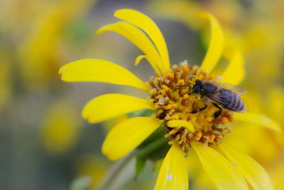 Close-up of bee on yellow flower