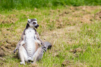 Lemur sitting on ground