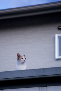 Cat looking through window