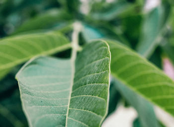 Close-up of fresh green leaf