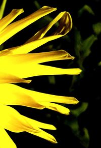 Close-up of yellow flower blooming at night