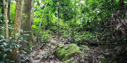 View of trees in forest