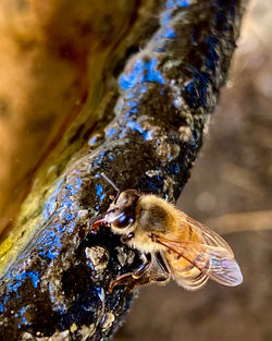 Close-up of bee on a water