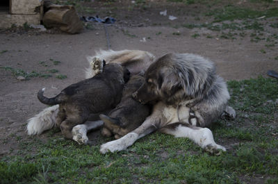 Sheep lying on field