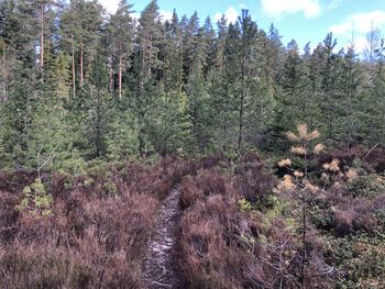 Trees growing on field in forest against sky