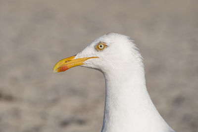 Close-up of seagull