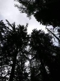 Low angle view of trees in forest