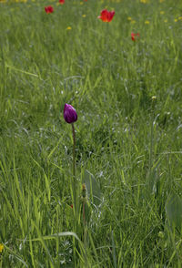 Close-up of purple flowering plant on field