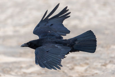 Close-up of bird flying