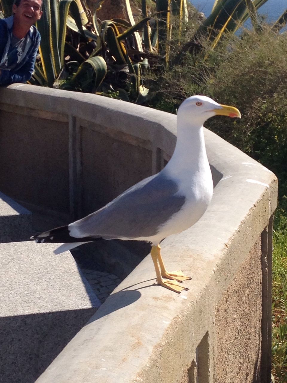 bird, animal themes, animals in the wild, wildlife, one animal, seagull, beak, sunlight, side view, perching, spread wings, white color, pigeon, nature, day, outdoors, full length, zoology, no people, water