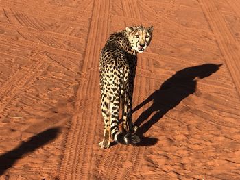 Close-up of a leopard