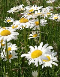 Close-up of white daisy flowers on field