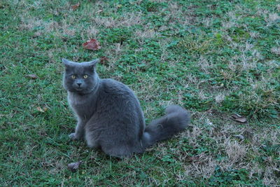 Cat sitting on field