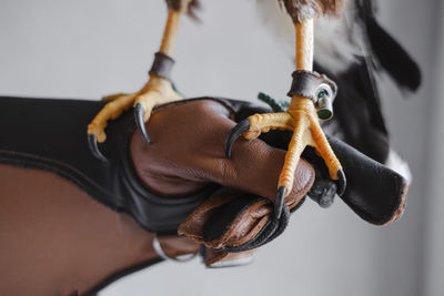 Paws and claws of a wild buzzard bird on mittens close up. eagle bird legs on human hand. the tamer