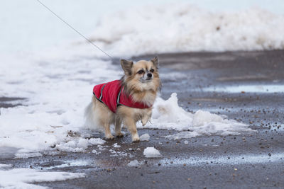 Dog walking by snow at beach