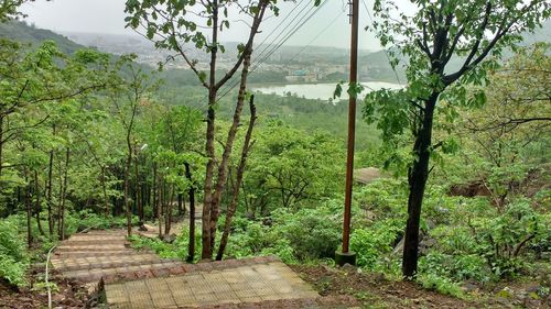 Footpath amidst trees in forest