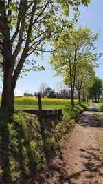 Trees on field against sky