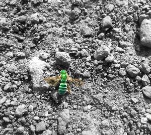 Close-up of stones on rock