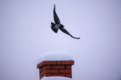 Low angle view of seagull flying