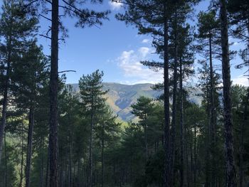 Pine trees in forest against sky