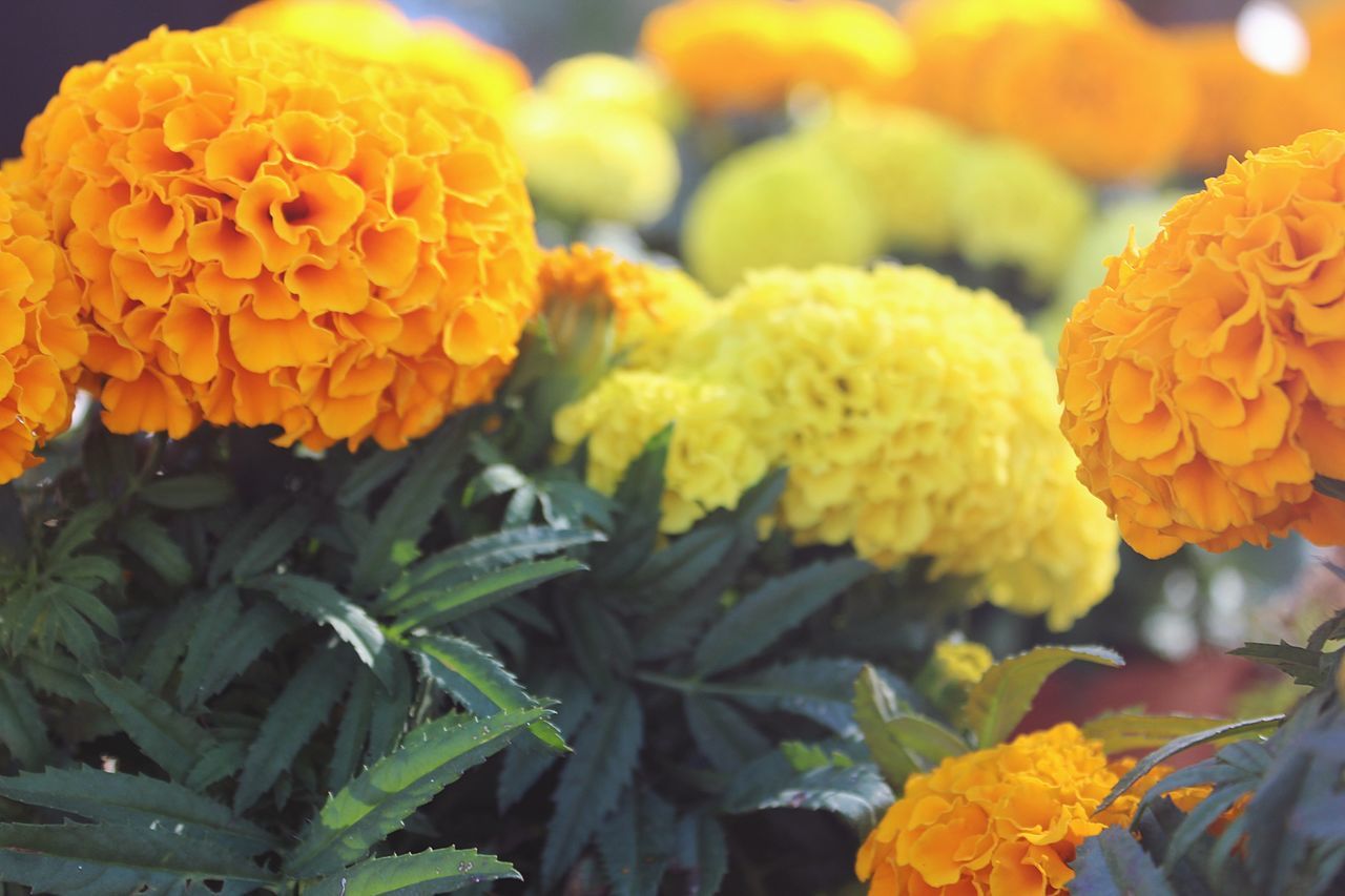 flower, freshness, yellow, growth, petal, fragility, beauty in nature, close-up, plant, focus on foreground, nature, flower head, blooming, orange color, leaf, in bloom, outdoors, park - man made space, vibrant color, no people