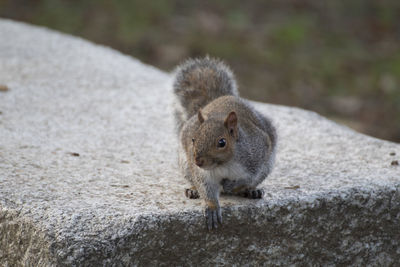 Close-up portrait of squirrel on rock