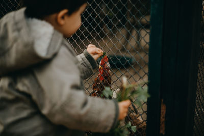 Child feedng chickens