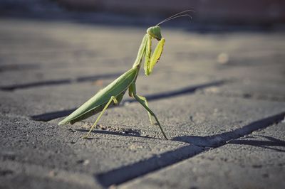 Close-up of praying mantis on floor 