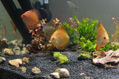 Close-up of fish swimming in water