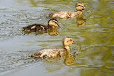 Duck swimming in lake